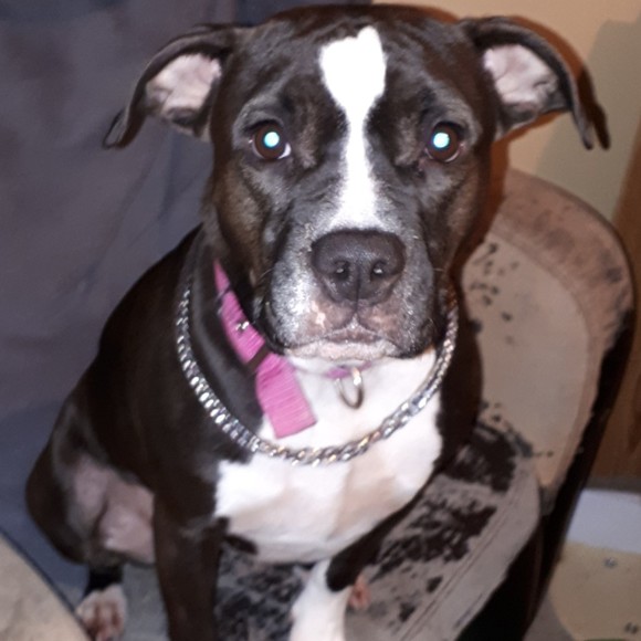 Meet your Posher, Holly - Picture 1 of 1